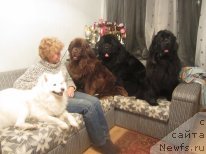 Фото: ньюфаундленд Igerma iz Akademii Shokolada (Игерма из Академии Шоколада), ньюфаундленд Pchiolkin Dom Veniamin (Пчёлкин Дом Вениамин), ньюфаундленд Pchyolkin Dom Ejevika (Пчёлкин Дом Ежевика)