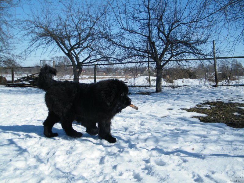 Фото: ньюфаундленд Аlpha Tauri Dinastiya Soverchenstva (Альфа Таури Династия Совершенства)