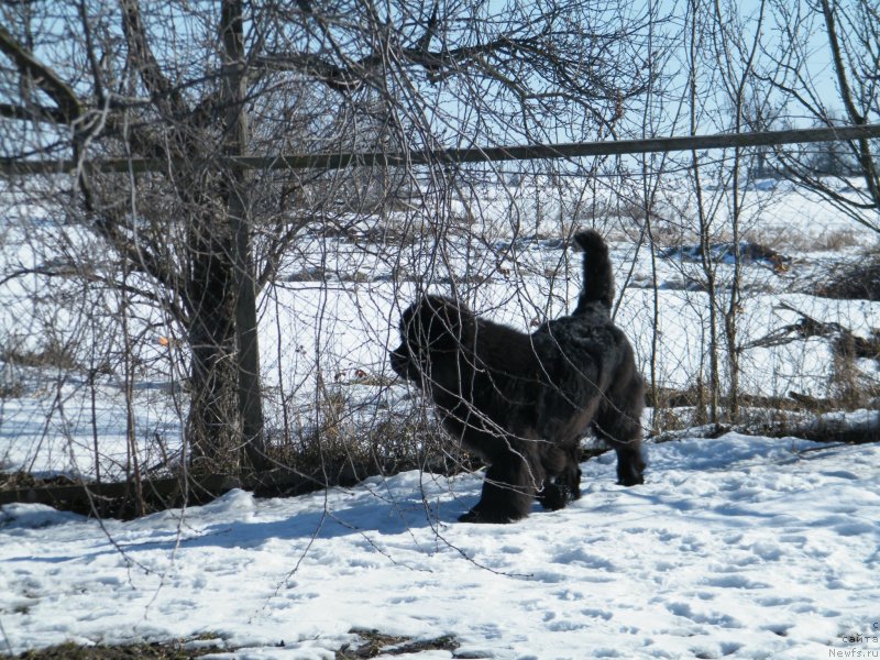 Фото: ньюфаундленд Аlpha Tauri Dinastiya Soverchenstva (Альфа Таури Династия Совершенства)