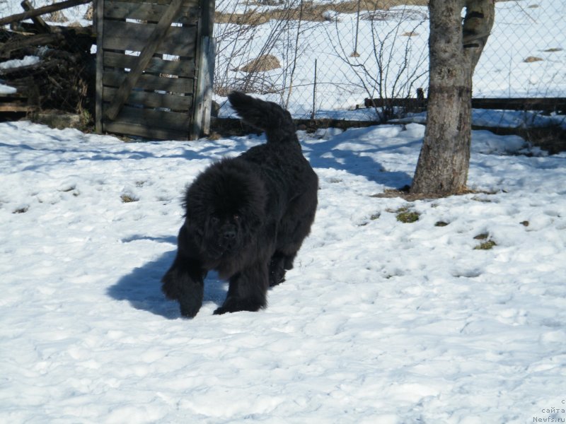 Фото: ньюфаундленд Аlpha Tauri Dinastiya Soverchenstva (Альфа Таури Династия Совершенства)