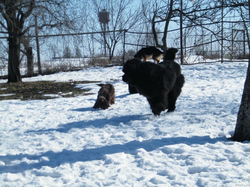 Фото: ньюфаундленд Аlpha Tauri Dinastiya Soverchenstva (Альфа Таури Династия Совершенства)