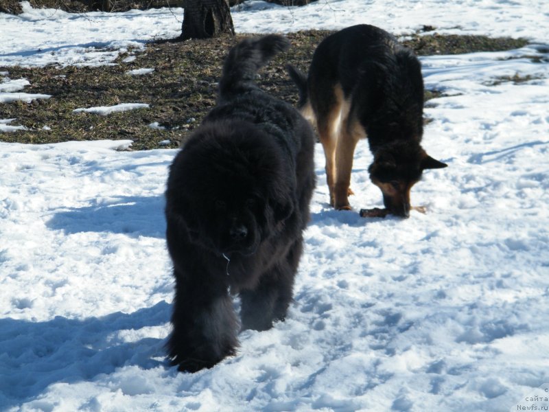 Фото: ньюфаундленд Аlpha Tauri Dinastiya Soverchenstva (Альфа Таури Династия Совершенства)