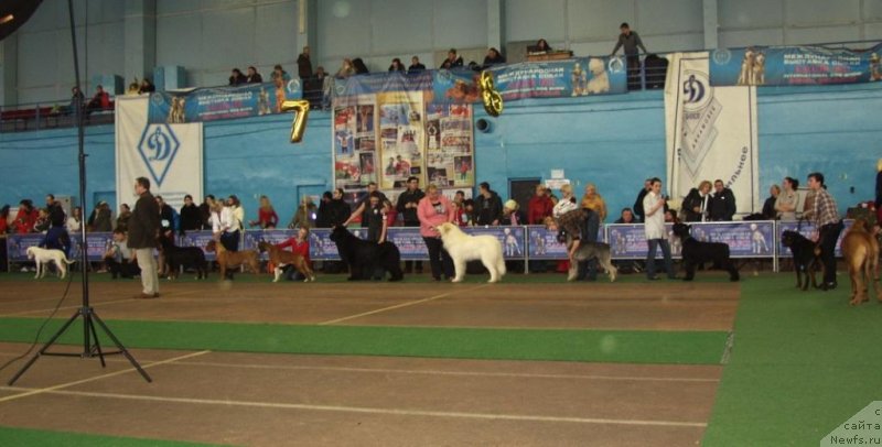 Фото: ньюфаундленд Rain Coast You Too, Natal'ya Dubovskaya (Наталья Дубовская)