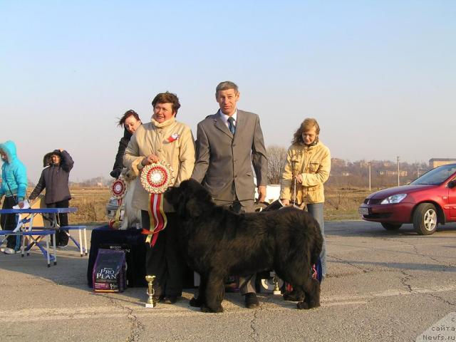 Фото: ньюфаундленд Ego Vysochestvo ot Sibirskogo Medvedja (Его Высочество от Сибирского Медведя), YUriy Rahtienko (Юрий Рахтиенко)