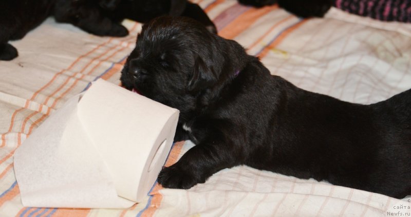 Фото: сиреневая