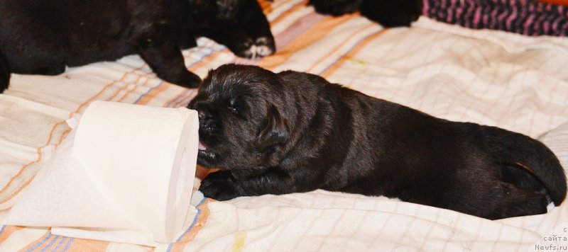 Фото: сиреневая