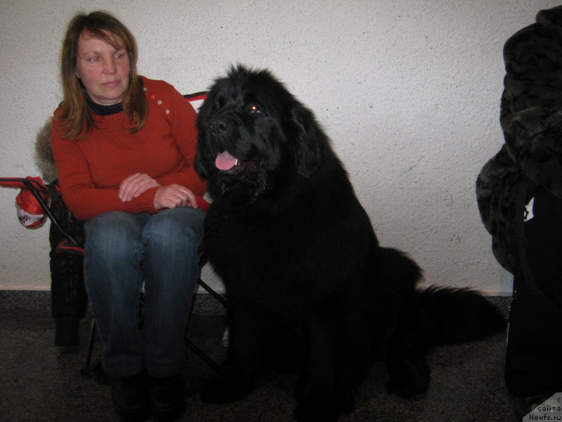 Фото: ньюфаундленд Viva La Diva Super Mishka