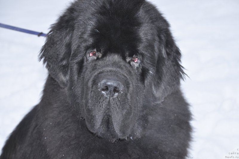 Фото: ньюфаундленд Beguschaya po Volnam Zodiak (Бегущая по Волнам Зодиак)