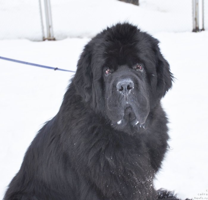 Фото: ньюфаундленд Beguschaya po Volnam Zodiak (Бегущая по Волнам Зодиак)