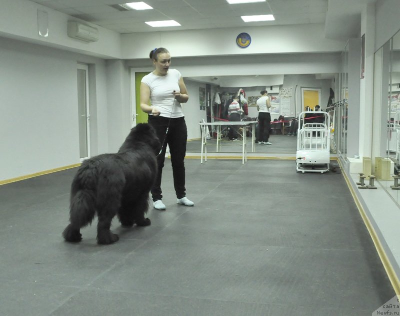 Фото: ньюфаундленд Beguschaya po Volnam Zodiak (Бегущая по Волнам Зодиак)