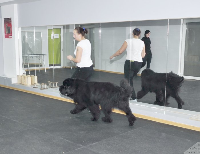 Фото: ньюфаундленд Beguschaya po Volnam Zodiak (Бегущая по Волнам Зодиак)