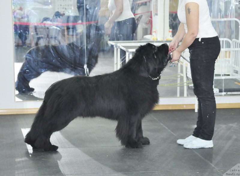 Фото: ньюфаундленд Beguschaya po Volnam Zodiak (Бегущая по Волнам Зодиак)