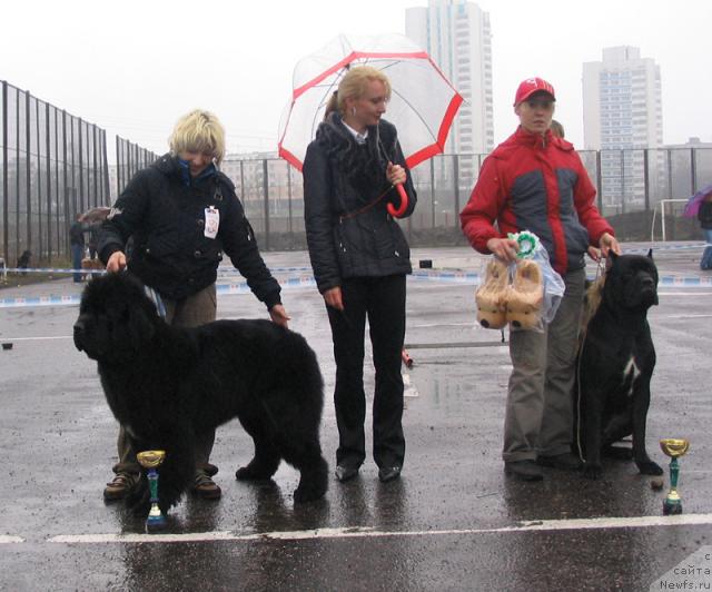 Фото: ньюфаундленд Glamur Lady Midnight Bear