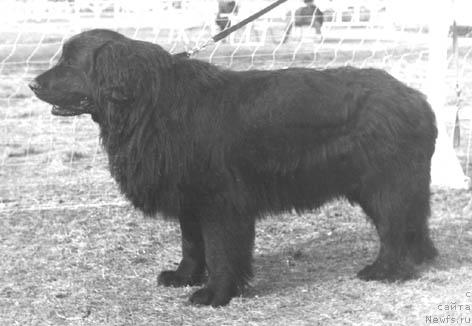 Фото: ньюфаундленд CHana Sivol'f (Чана Сивольф)