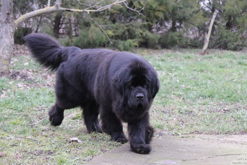 Фото: ньюфаундленд Sentyabrina s Berega Dona (Сентябрина с Берега Дона)