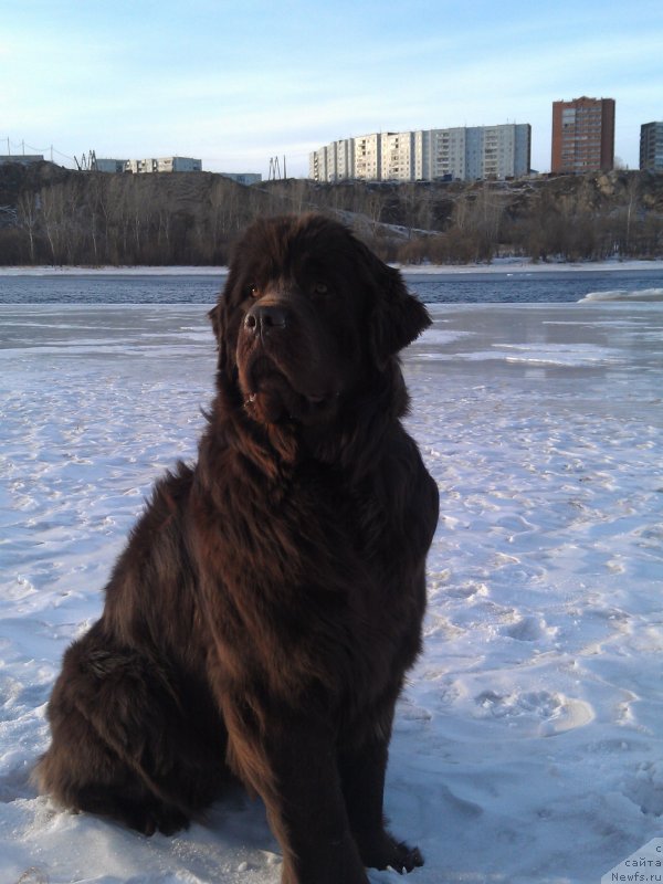 Фото: ньюфаундленд Bagryanaya Osen' iz Arkaima (Багряная Осень из Аркаима)