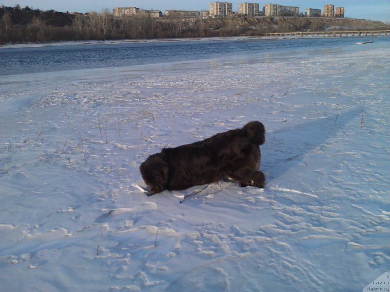 Фото: ньюфаундленд Bagryanaya Osen' iz Arkaima (Багряная Осень из Аркаима)