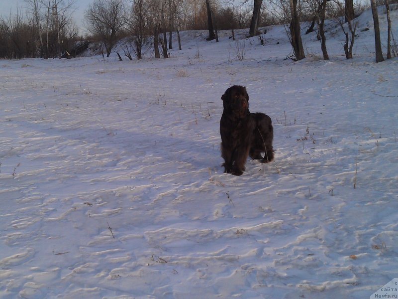 Фото: ньюфаундленд Bagryanaya Osen' iz Arkaima (Багряная Осень из Аркаима)
