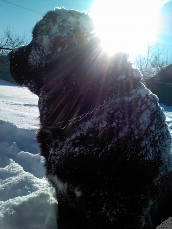 Фото: ньюфаундленд Arna (Арна)