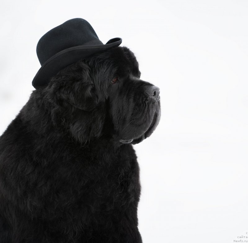 Фото: ньюфаундленд Pchiolkin Dom Veniamin (Пчёлкин Дом Вениамин)