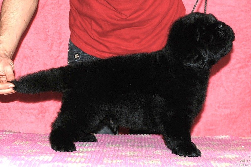 Фото: ньюфаундленд Belkonder-Klab Dobryinya Mister Ferst (Белкондер-Клаб Добрыня Мистер Ферст)