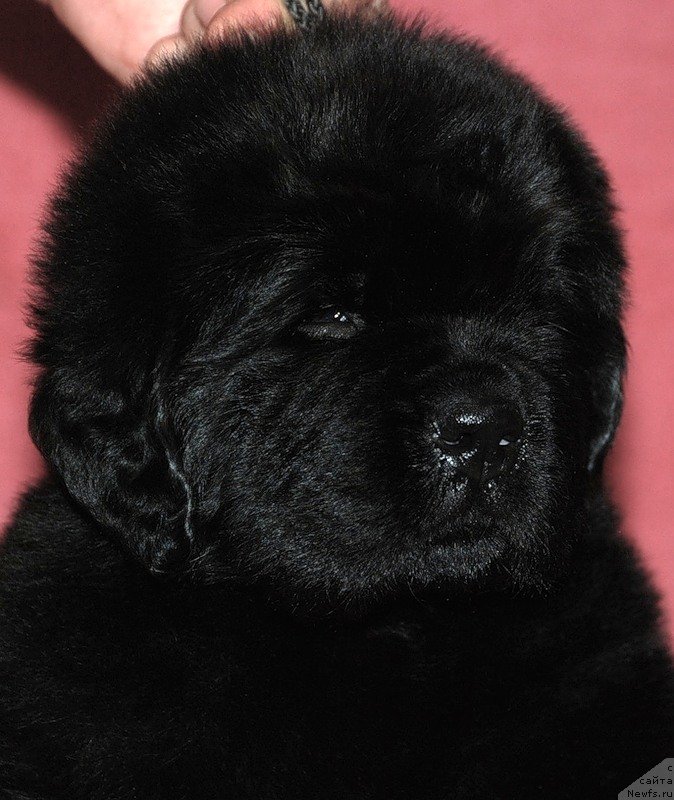 Фото: ньюфаундленд Belkonder-Klab Dobryinya Mister Ferst (Белкондер-Клаб Добрыня Мистер Ферст)