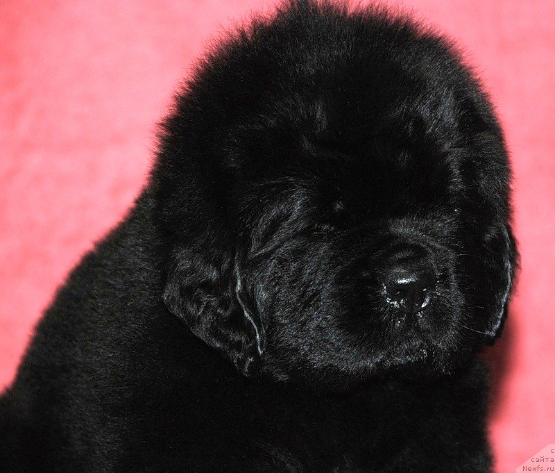 Фото: ньюфаундленд Belkonder-Klab Dobryinya Mister Ferst (Белкондер-Клаб Добрыня Мистер Ферст)