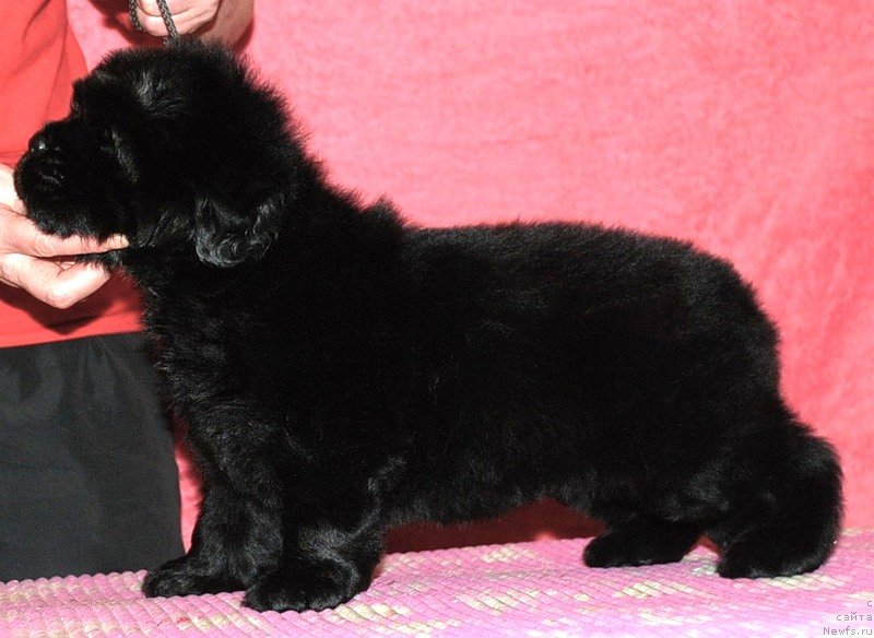 Фото: ньюфаундленд Belkonder-Club Dostuchat'sya Do Nebes (Белкондер-Клаб Достучаться До Небес)