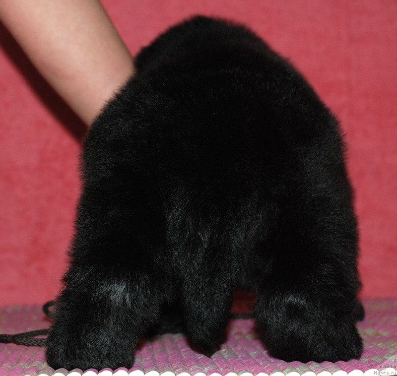 Фото: ньюфаундленд Belkonder-Club Dostuchat'sya Do Nebes (Белкондер-Клаб Достучаться До Небес)