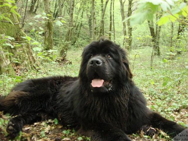 Фото: ньюфаундленд Potap Fidel' (Потап Фидель)