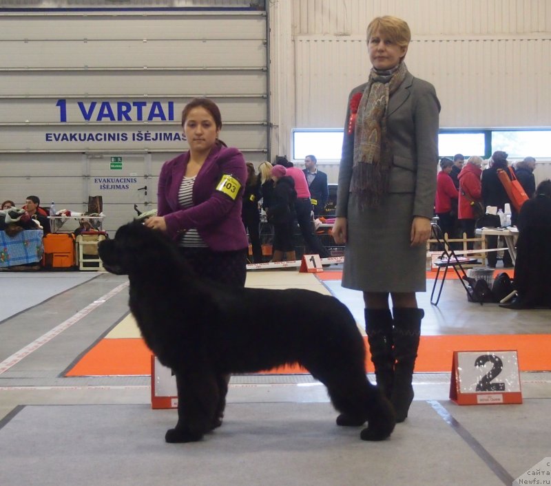 Фото: ньюфаундленд Whispers in the Wind Nuo Ozo Kalvu