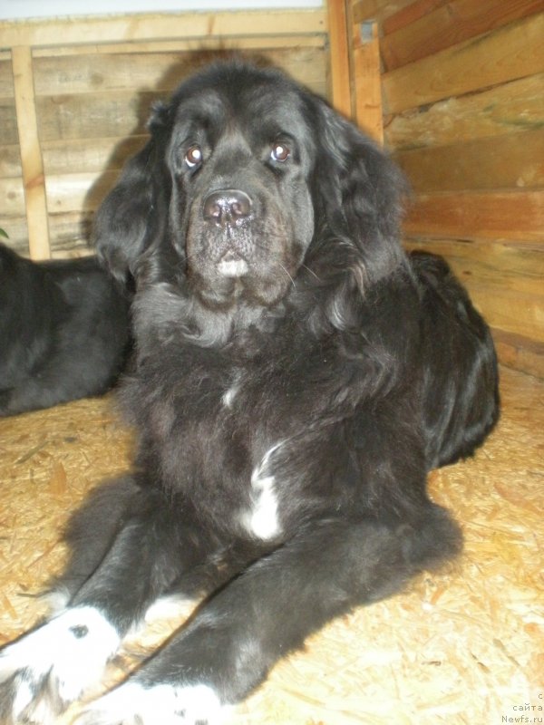Фото: ньюфаундленд Bastina (Бастина)