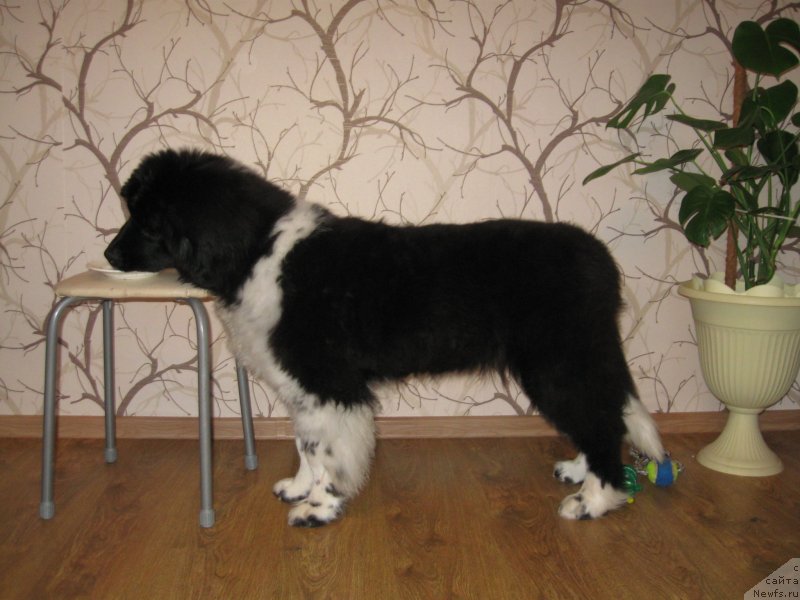 Фото: ньюфаундленд Sent Djons Glamour Lady (Сент Джонс Гламур Леди)