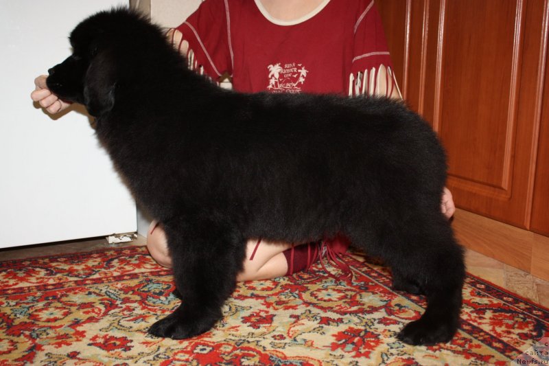 Фото: ньюфаундленд Soul of Rouz Azura (Соул оф Роуз Азура)