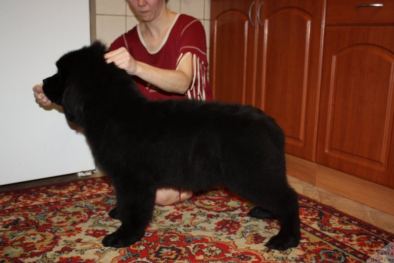 Фото: ньюфаундленд Soul of Rouz Azura (Соул оф Роуз Азура)