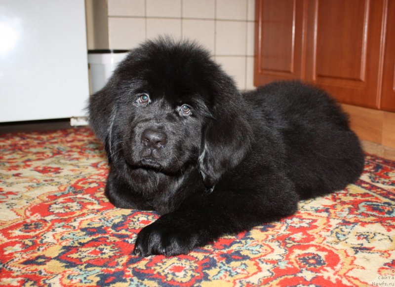 Фото: ньюфаундленд Soul of Rouz Azura (Соул оф Роуз Азура)