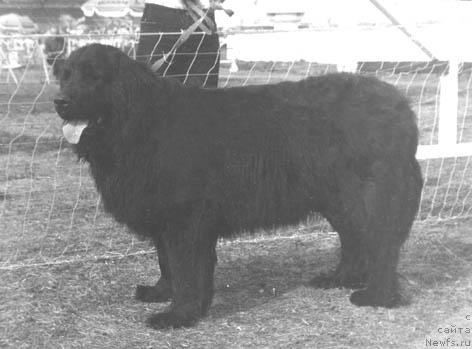 Фото: ньюфаундленд CHesma Sivol'f (Чесма Сивольф)