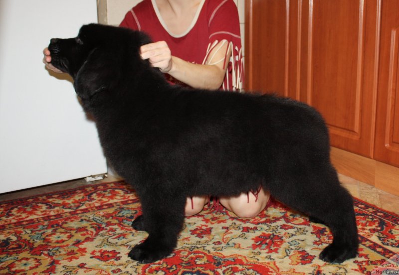 Фото: ньюфаундленд Soul of Rouz Alister (Соул оф Роуз Алистер)