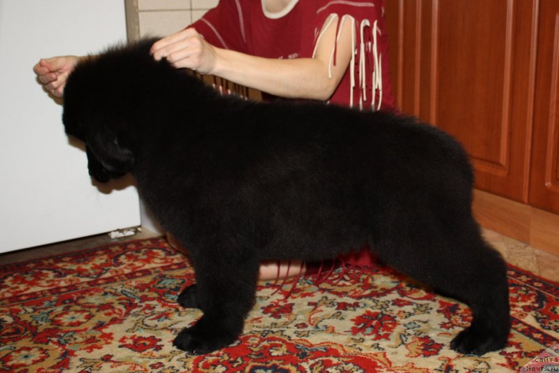 Фото: ньюфаундленд Soul of Rouz Alister (Соул оф Роуз Алистер)