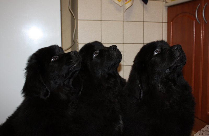 Фото: ньюфаундленд Soul of Rouz Arlin (Соул оф Роуз Арлин), ньюфаундленд Soul of Rouz Alister (Соул оф Роуз Алистер), ньюфаундленд Soul of Rouz Azura (Соул оф Роуз Азура)