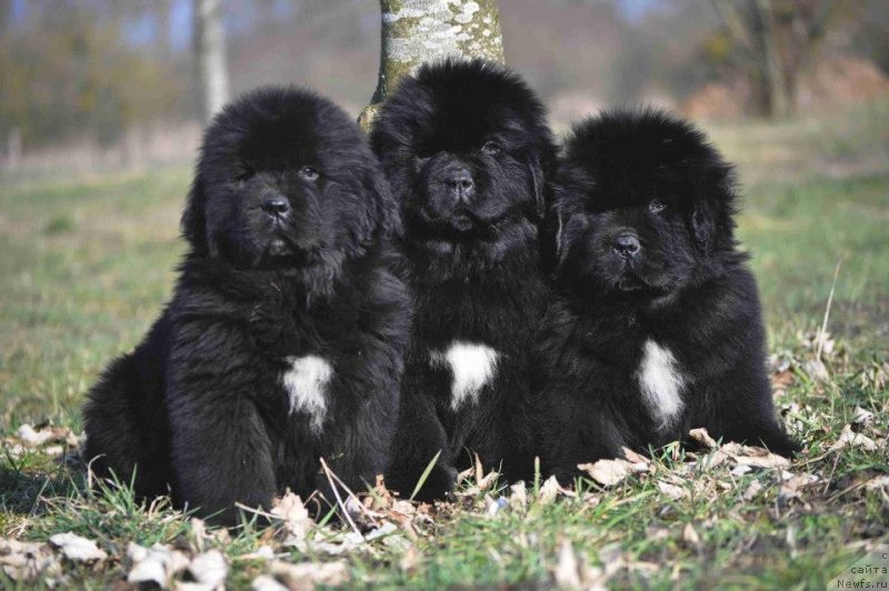 Фото: ньюфаундленд Bowaters Braveheart Nuo Ozo Kalvu