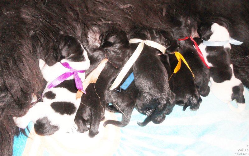 Фото: ньюфаундленд Beguschaya po Volnam Royal Flash (Бегущая по Волнам Роуал Флаш)