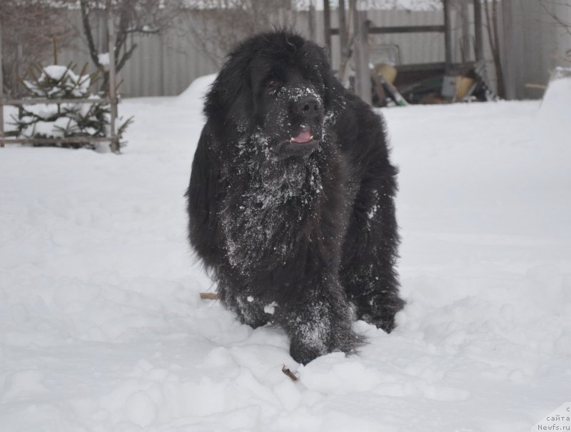 Фото: ньюфаундленд I'm Little Princess Midnight Bear