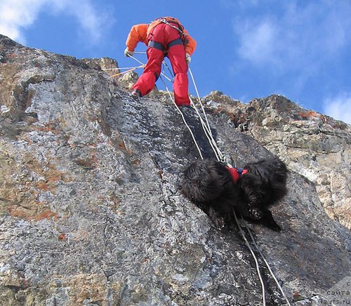 Фото: Трель, Ян Зоммер