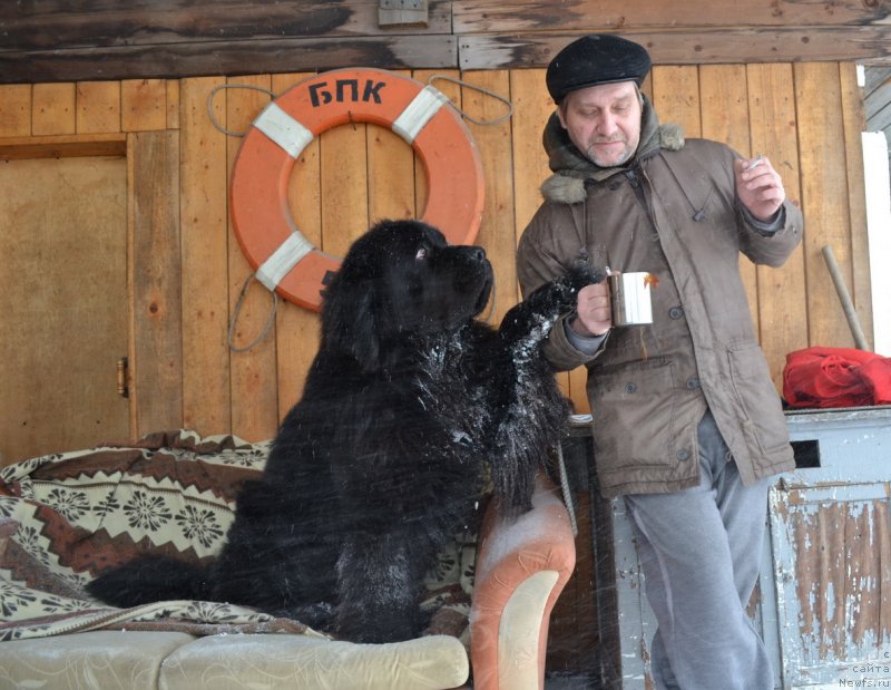 Фото: ньюфаундленд Veridan Zvezdnyiy Put' (Веридан Звездный Путь)