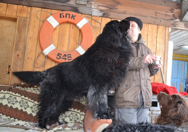 Фото: ньюфаундленд Veridan Zvezdnyiy Put' (Веридан Звездный Путь)