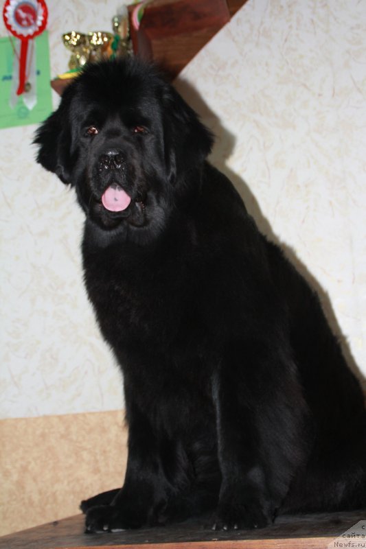 Фото: ньюфаундленд Ih Visochestvo Viola Zhanmonika (Их Высочество Виола Жанмоника)