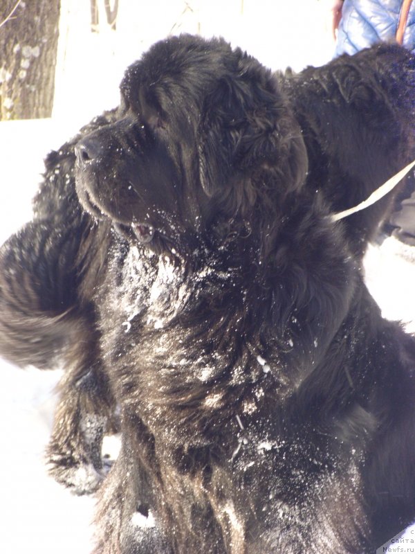 Фото: ньюфаундленд Akin Soul Sofiya (Акин Соул София)