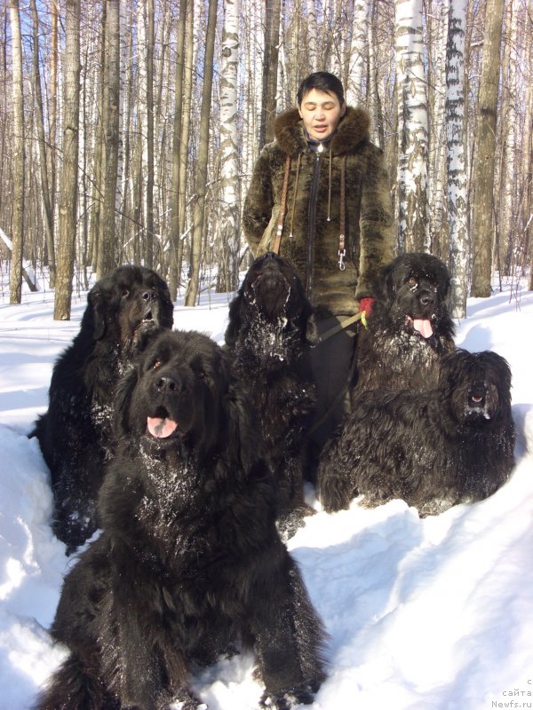 Фото: ньюфаундленд Akin Soul Sofiya (Акин Соул София), ньюфаундленд Lesnaya Skazka Lunnaya Sonata (Лесная Сказка Лунная Соната), ньюфаундленд Baryishnya (Барышня), ньюфаундленд Andjel Viktorius (Анджел Викториус), Galiya Gizatullina (Галия Гизатуллина)