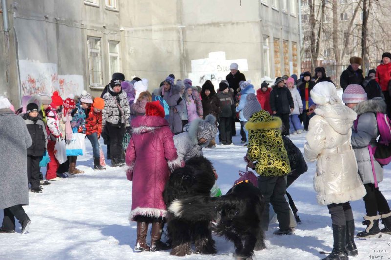 Фото: Тима, ньюфаундленд Super Bizon Gera (Супер Бизон Гера)